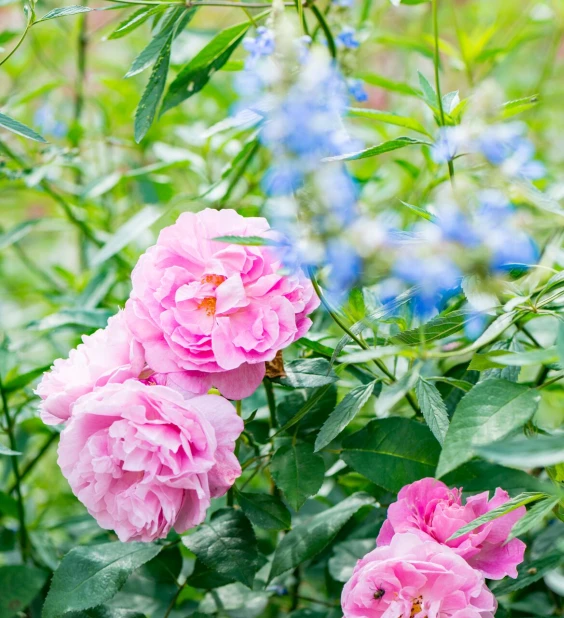 Siertuin Thumb