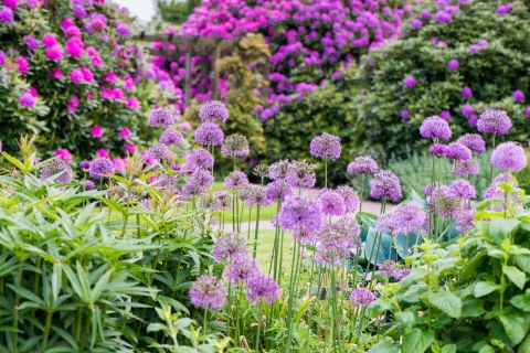 Zuurminnende of kalkminnende planten? Verbeter de bodem volgens hun noden Thumb