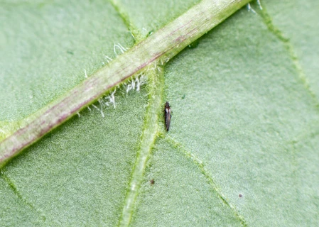 Trips natuurlijk bestrijden met aaltjes Thumb