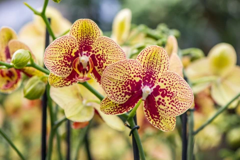 De juiste verzorging voor je orchidee! Thumb