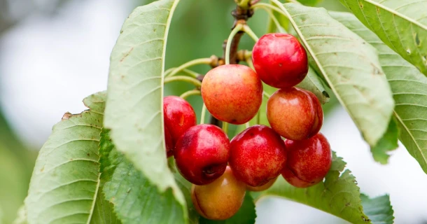 Gaatjes in de bladeren van je prunus? Thumb