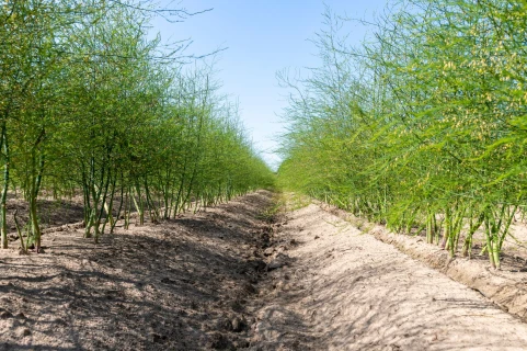 Hoger suiker,- calcium-, en magnesiumgehalte in aspergewortels na gebruik DCM NK-MIX Thumb