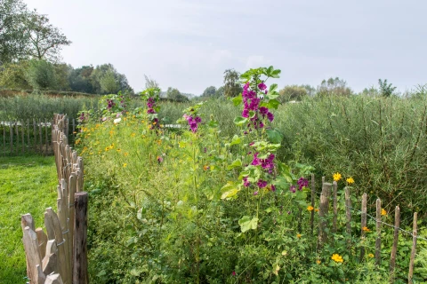 Lok vlinders naar je tuin met deze bloemen Thumb