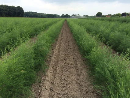 Hoger suikergehalte en een hogere opbrengst bij asperges met DCM VIVISOL® Thumb