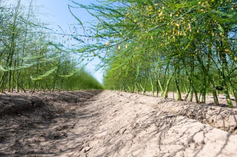 Van Lankveld Fruit en Asperges bemest efficiënt met DCM MIX 5 Thumb