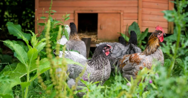 Kippen in de tuin? Zo houd je ze blij en gezond Thumb
