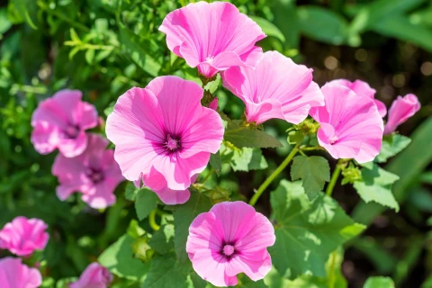 Verzorging van de hibiscus in de tuin of op het terras Thumb