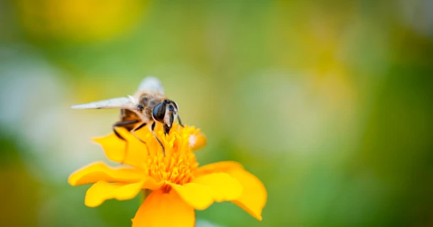 DCM Garden Care: waarschuwingssysteem voor plantenziekten en plagen. Thumb