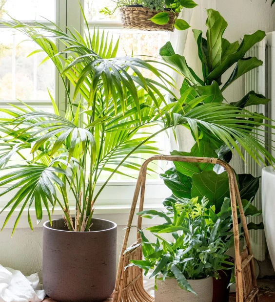 Kamerplanten Thumb