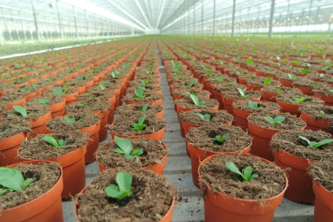 DCM INTRO® 2.0: De organische wetting agent voor optimale wateropname in pot- en containergewassen Thumb