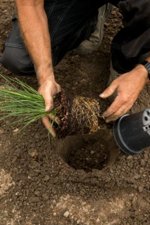 De groei van gezonde en stevige wortels verzekeren bij het aanplanten Thumb