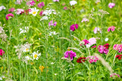 Trek nuttige insecten aan voor meer biodiversiteit Thumb