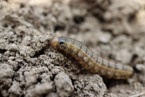 Aardrupsen in de tuin bestrijden Thumb