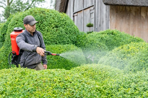 Voorkom ziekte bij je buxus, met deze tips Thumb