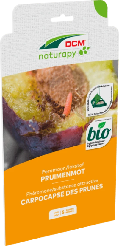 Feromoon pruimenmot (wormstekigheid) thumbnail